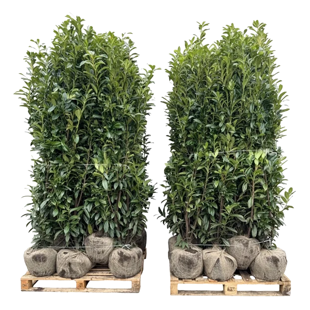 Haagplanten bezorging