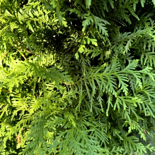 Thuja Brabant bladeren