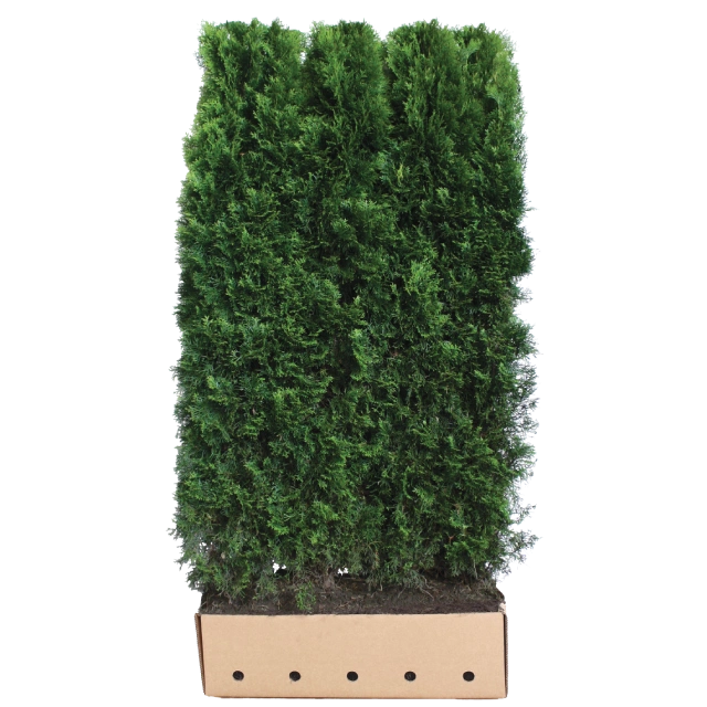 Thuja Smaragd