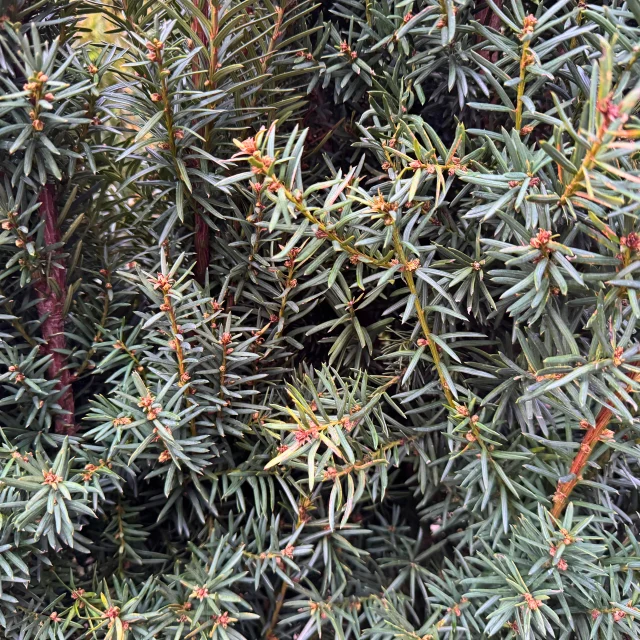 Naalden Taxus Media Hicksii