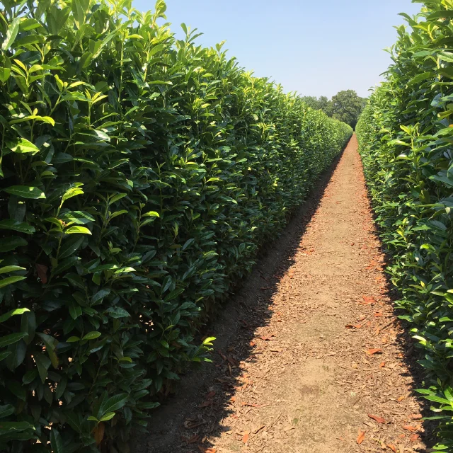 Haagplanten online kopen