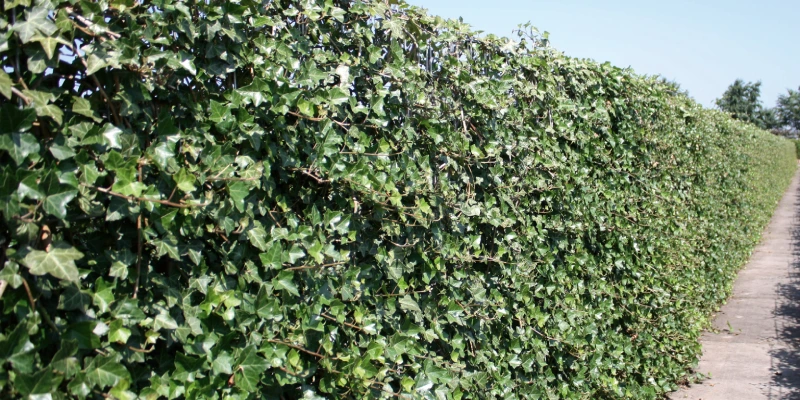 Hedera Kant-en-klare hagen DIY