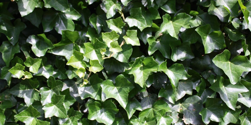Hedera hibernica