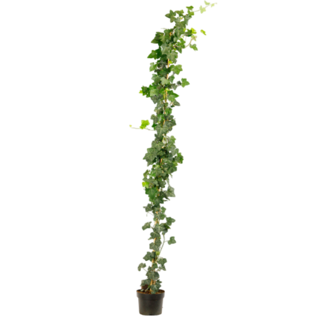 Hedera Hibernica 175-200 cm