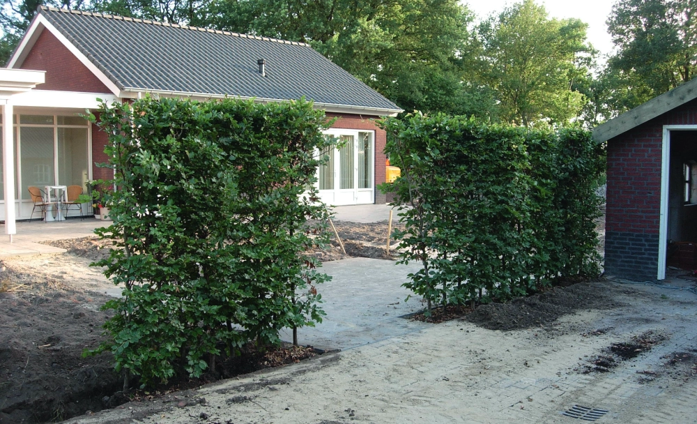 Kant-en-klaar haag of losse haagplanten