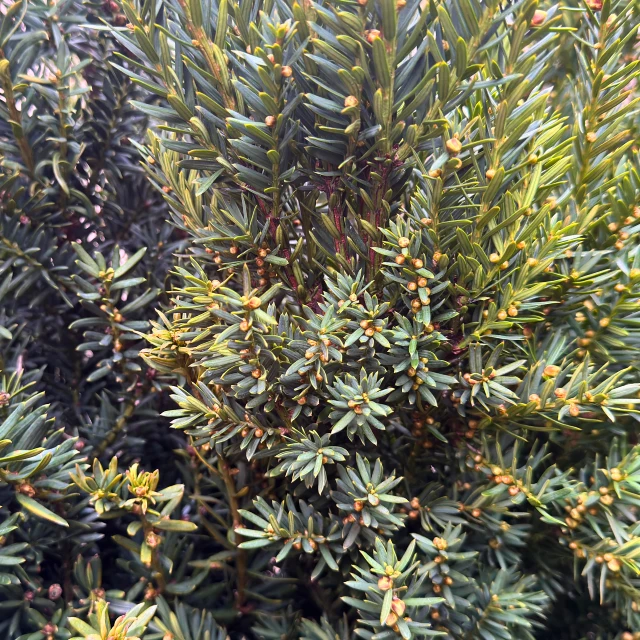 Naalden Taxus Media Hillii