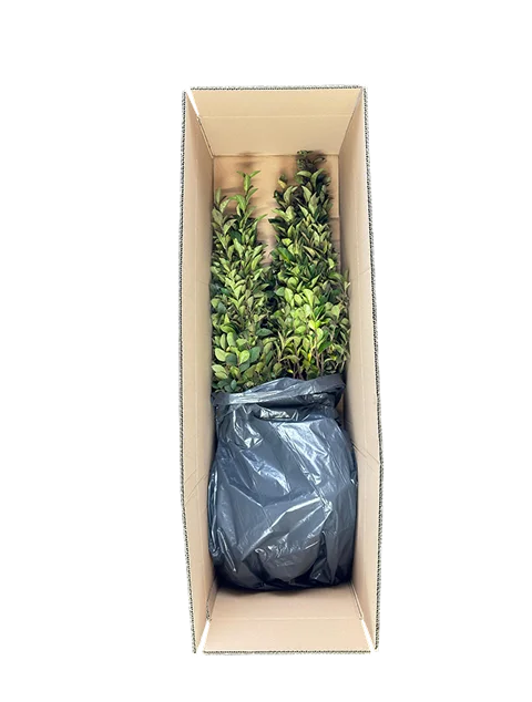 Bezorging blote wortel haagplanten 1