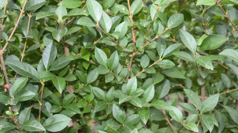 Oude ligusterhaag renoveren of vervangen