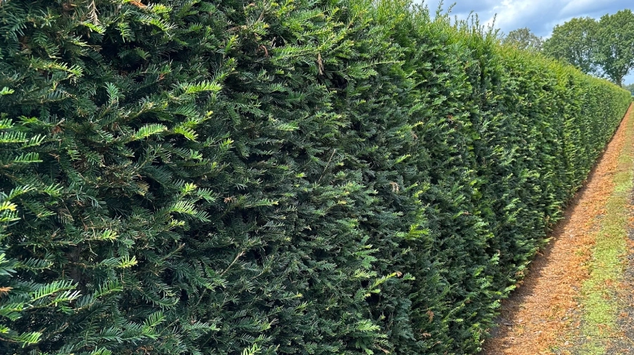Taxus verplaatsen kan dat, en hoe pak je het aan