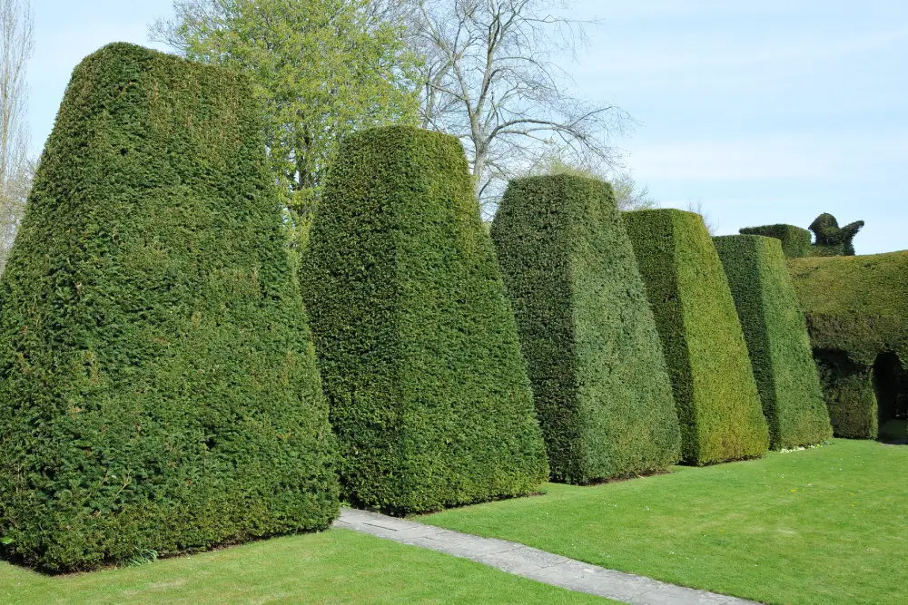Taxus vormsnoei_ zo creëer je bollen, kegels en andere vormen
